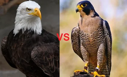 مهم‌ترین فرق عقاب و شاهین چیست؟ عقاب یا شاهین؟