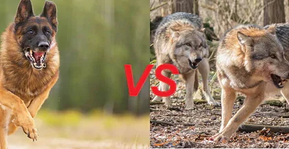 تفاوت سگ با گرگ در چیست؟