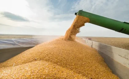 خرید تضمینی بیش از ۴ میلیون تن گندم در بهار ۱۴۰۳