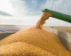 خرید ۳۳۶ هزار تن گندم تضمینی در فارس