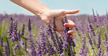 اسطوخدوس