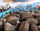 نوسان قیمتی گوسفنده زنده در میادین