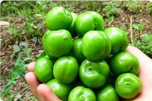گروههایی که به هیچ عنوان نباید گوجه سبز بخورند