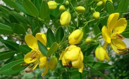 لاغری معجزه آسا با برگ سنا را ببنید!