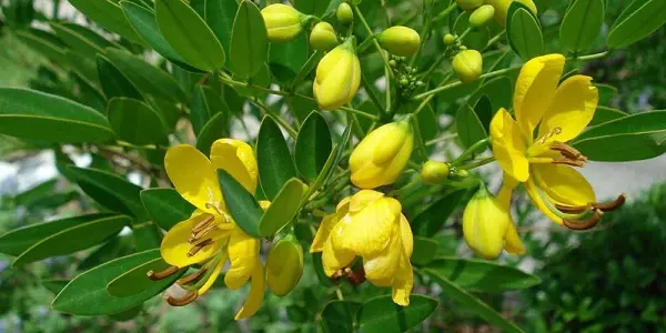 لاغری معجزه آسا با برگ سنا را ببنید!