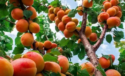 چرا برخی افراد نباید زردآلو بخورند؟