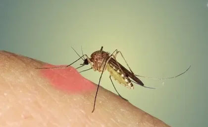 پشه