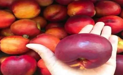 میوه شفتالو : ۲۰ خاصیت بی نظیر میوه شفتالو برای سلامت بدن خواص بی نظیر و شگفت انگیز شفتاله