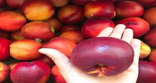 میوه شفتالو : ۲۰ خاصیت بی نظیر میوه شفتالو برای سلامت بدن خواص بی نظیر و شگفت انگیز شفتاله