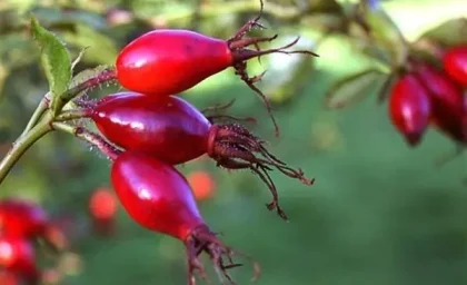 با این روش‌های خانگی چروک و خط اخم پیشانی را از بین ببرید!