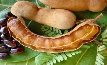 تمر هندی و وفوایدی که از آن بی‌خبرید!