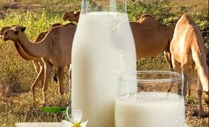 شیر مسموم در این استان 7 فوتی گرفت!