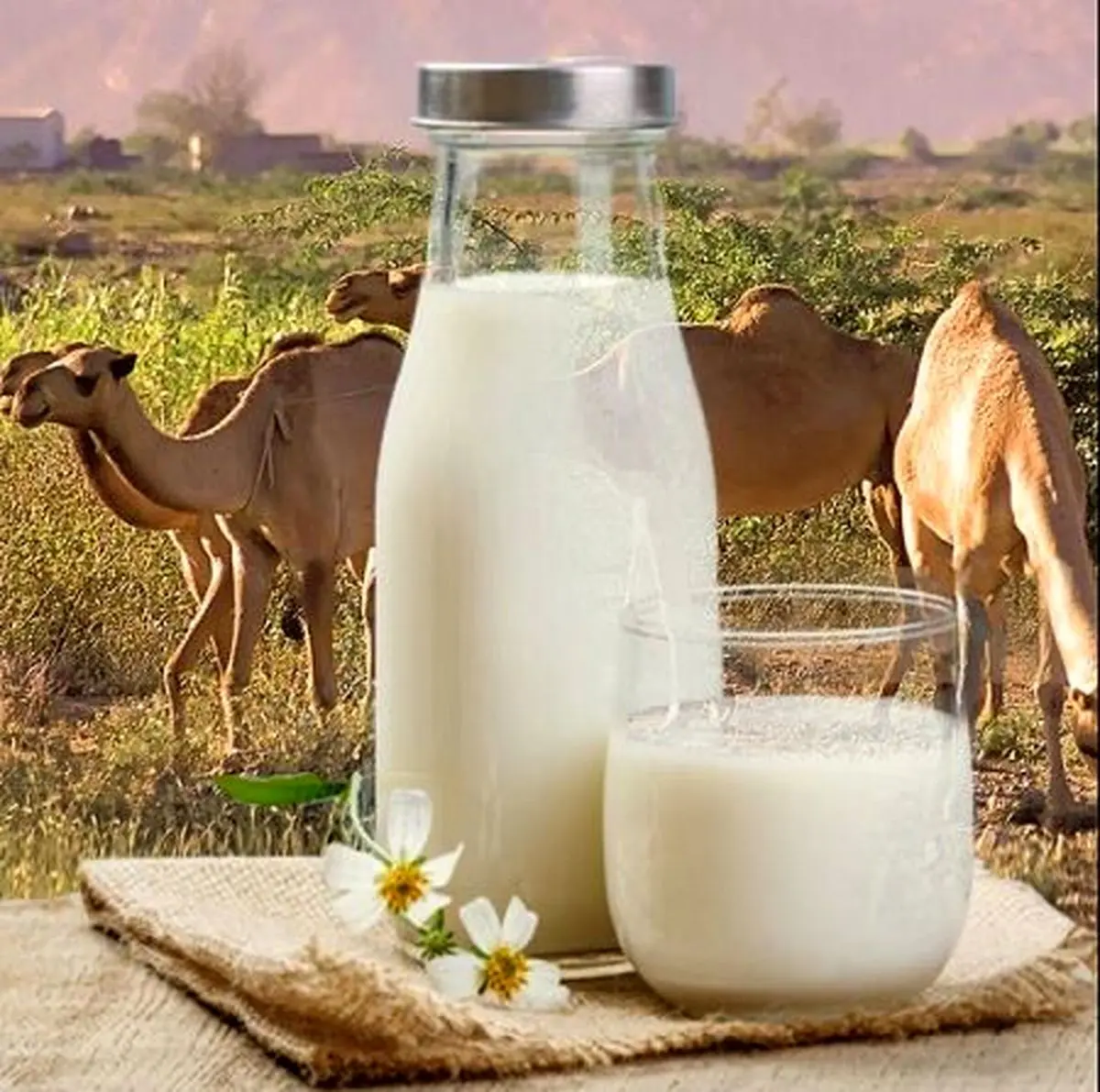 شیر مسموم در این استان 7 فوتی گرفت!