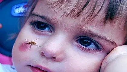 پشه‌ها بیشتر کدام گروه خونی را دوست دارند؟