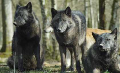 خانواده جدید گرگ های وحشی کلرادو باید جشن گرفته شود