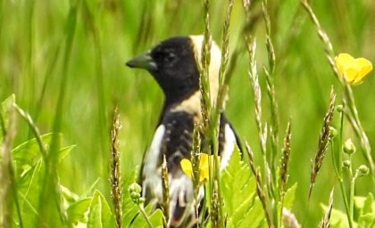 درس های رفاه بیشتر از Birding