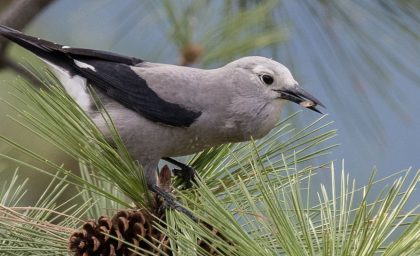 آنچه پرندگان درباره ارزش خانواده و دوستی به ما می آموزند