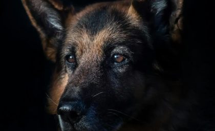 خواب سگ شما به چه معناست؟