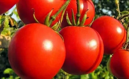 آیا قیمت گوجه فرنگی کاهش می‌یابد؟