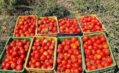 علل افزایش قیمت گوجه در بازار مشخص شد