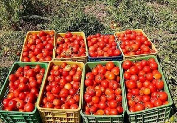 علل افزایش قیمت گوجه در بازار مشخص شد