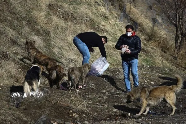 بیماری هاری/رشد ۱۶ برابری هاری و سگ‌گزیدگی در 20 سال گذشته