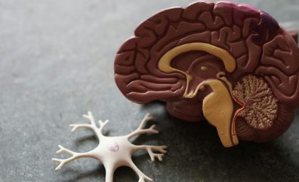 پوسیدگی مغز: چرا سلامت مغز اکنون بیش از هر زمان دیگری اهمیت دارد