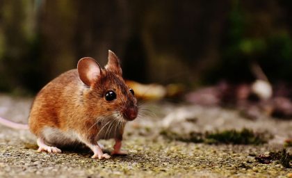 اگر می توانید به من کمک کنید