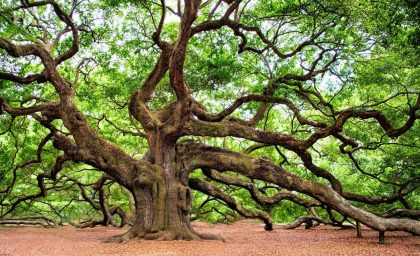 بوسیدن پسر عموها بی فرزند و کودک