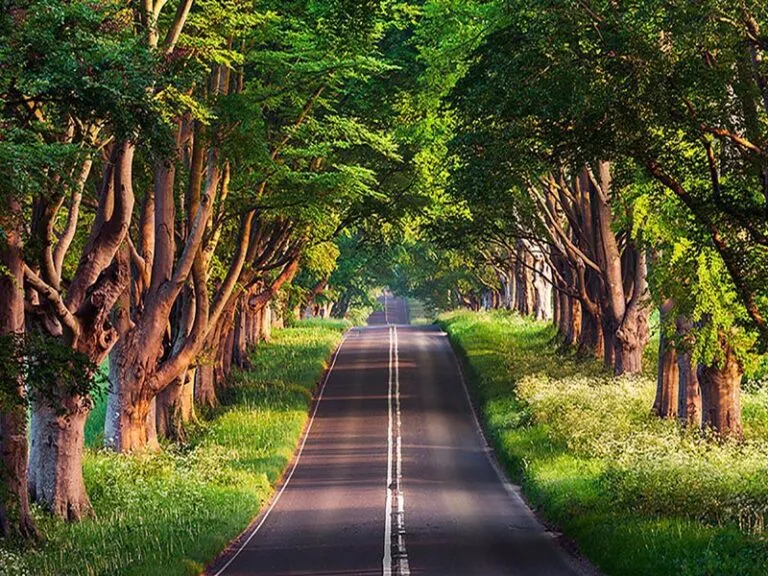 گیلان زیبا ترین استان ایران/جاهای دیدنی گیلان؛ معرفی برترین جاذبه‌های گردشگری بهشت سرسبز ایران