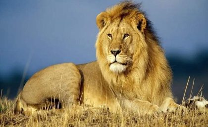 تلاش برای بقا این گورخر از چنگال شیر حیرت زده تان می کند+فیلم