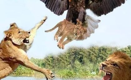 رودر رویی عقاب با شیرها