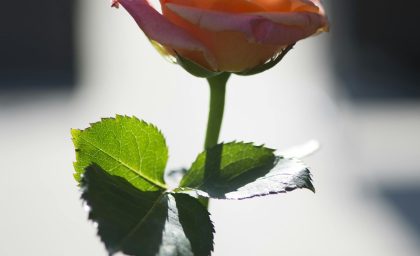 9 عنصر اساسی در شیمی جذابیت عاشقانه