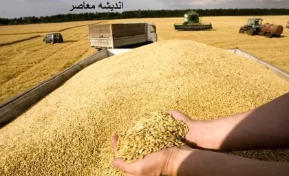 قیمت جدید گندم با خرید تضمینی اعلام شد/جدیدترین قیمت گندم از جنوب شرق کشور اعلام شد