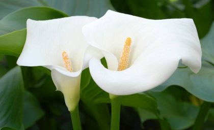 آموزش کاشت و تکثیر گل شیپوری هلندی + عکس