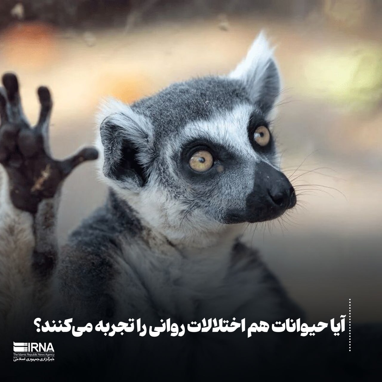 آیا حیوانات هم اختلالات روانی را تجربه می‌کنند؟