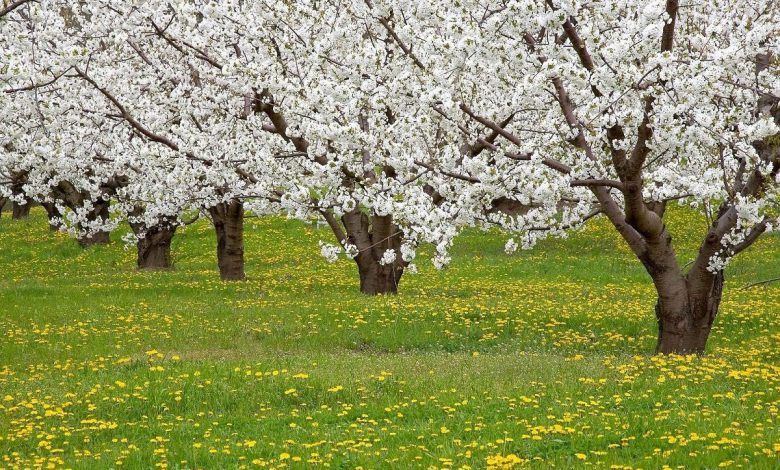 التهاب بهاری خود را درمان کنید