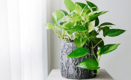 این شش گیاه آپارتمانی کیفیت خواب شما را بالا می‌برند + عکس