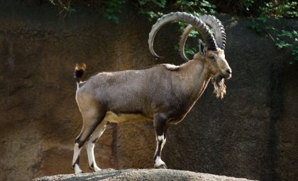 بند بازی بز کوهی روی سیم برق همه را متحیر کرد! + فیلم
