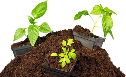 بهترین راه تقویت خاک گلدان چیست ؟
