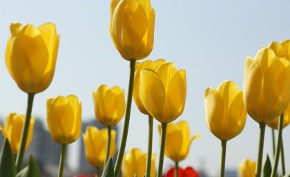 بیداری به احتمال شادی در زندگی