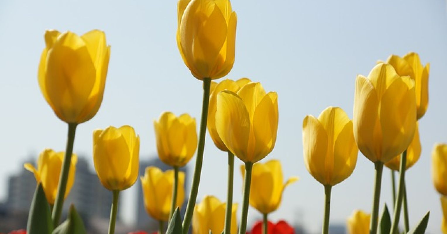 بیداری به احتمال شادی در زندگی