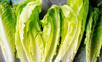 تاثیر سوختن ته کاهو – سبک ایده آل