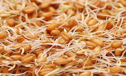 خواص شگفت انگیز جوانه تربچه برای لاغری و سلامت بدن