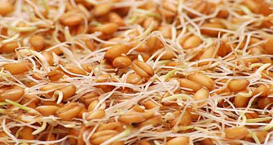 خواص شگفت انگیز جوانه تربچه برای لاغری و سلامت بدن