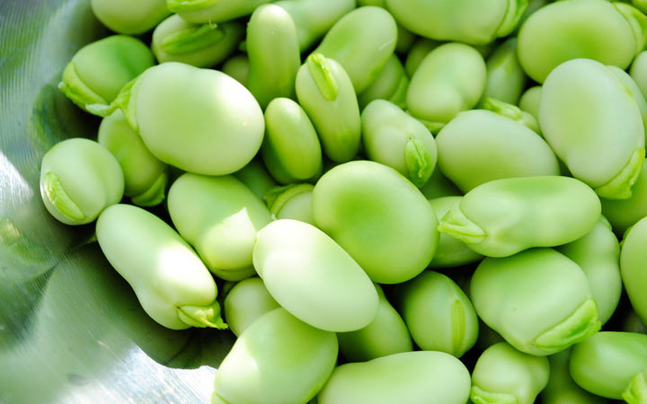 خواص شگفت‌انگیز باقالا؛ درمان کم‌خونی، کنترل فشارخون و تقویت استخوان‌ها