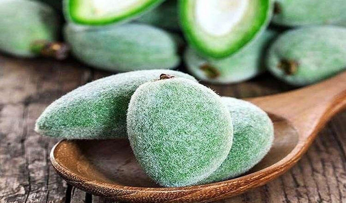 خواص چغاله بادام چیست؟ – سبک ایده آل