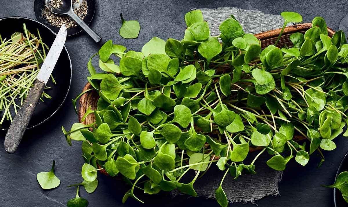 دستور پخت چند غذا محلی خوشمزه با خرفه
