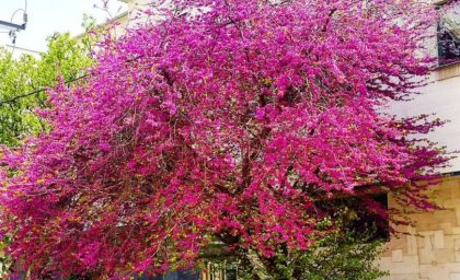 زیبای دیدنی درخت ارغوان معروف شیراز در بهار + فیلم