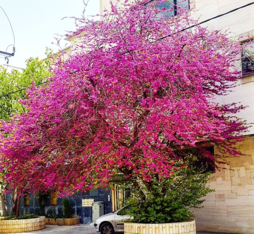 زیبای دیدنی درخت ارغوان معروف شیراز در بهار + فیلم